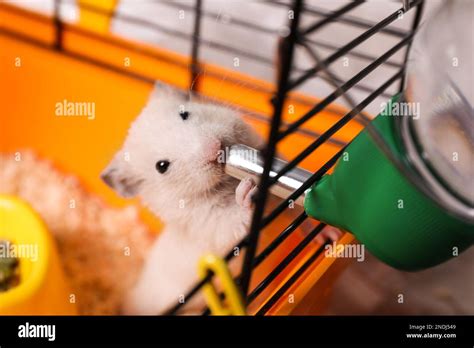 Cute Little Fluffy Hamster Drinking In Cage Stock Photo Alamy