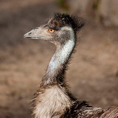 Emu official twitter account / daü resmi twitter hesabı. Emu - Denver Zoo