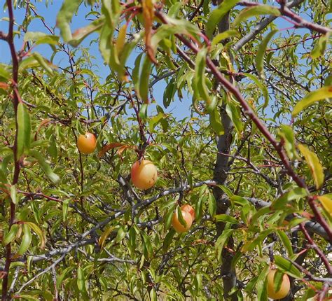 Chickasaw Plum Edible And Useful Plants In Fort Bend County · Inaturalist