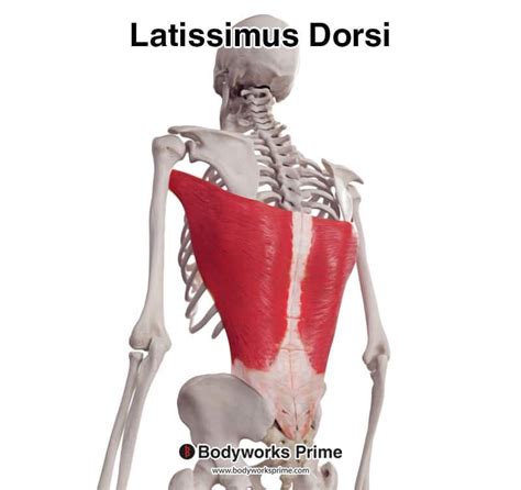 Latissimus Dorsi Muscle Anatomy Bodyworks Prime
