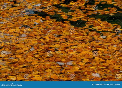 Water And Rocks And Leaf Stock Image Image Of Absorbs 168814873