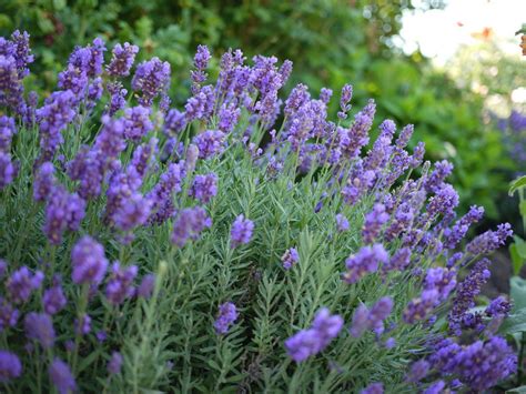 Phenomenal Lavender Plugs Lavender Plant