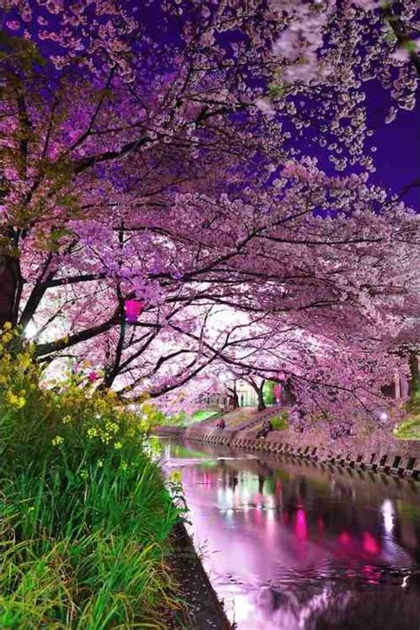 Cherry Blossom River Kyoto Japan Lugares Bonitos Lindas Paisagens
