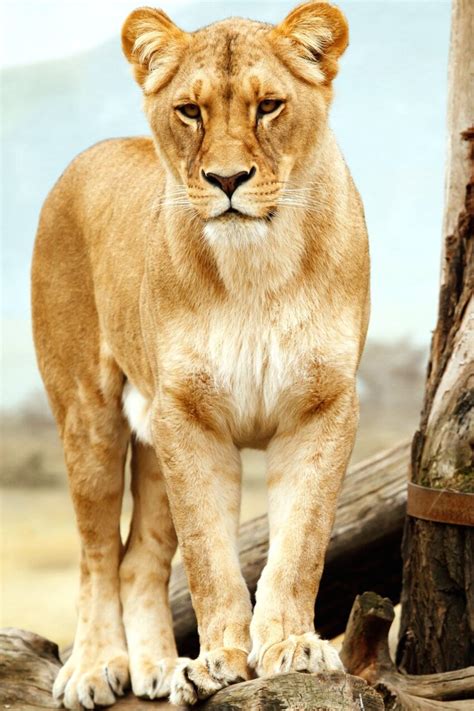 Free Picture Lioness Lion Safari Wild Wildlife Zoo Park Africa