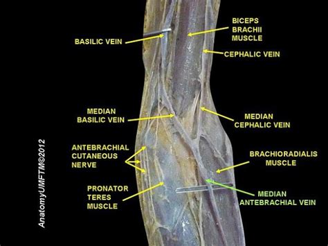 Veins Of The Arm Cutaneous Innervation And Venous Drainage