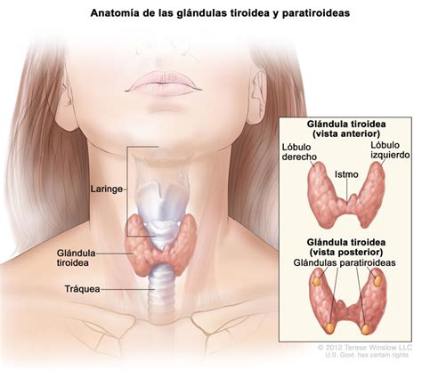 C Ncer De Tiroides Pruebas Diagn Sticas Examenes Laboratorio Mart Nez