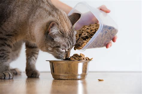 When the cat wants to eat normally. Is Free Feeding Cats the Best Way to Feed Your Cat? - Catster