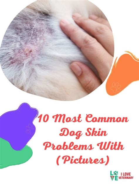 10 Most Common Dog Skin Problems With Pictures I Love Veterinary