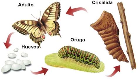 ciclo mariposa | Metamorfosis mariposa, Ciclo de vida de la mariposa ...