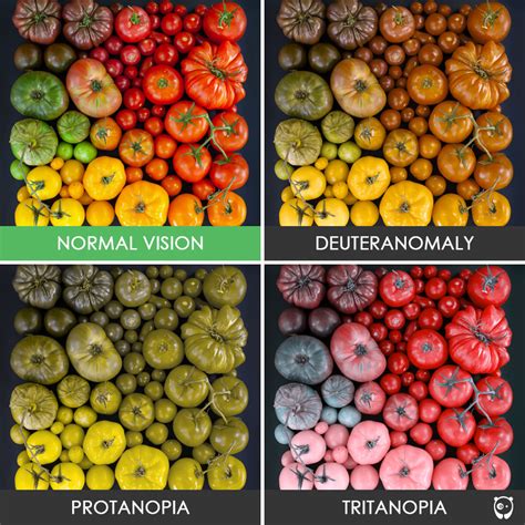 Different Types Of Color Blind Vision Fiu Online Insider