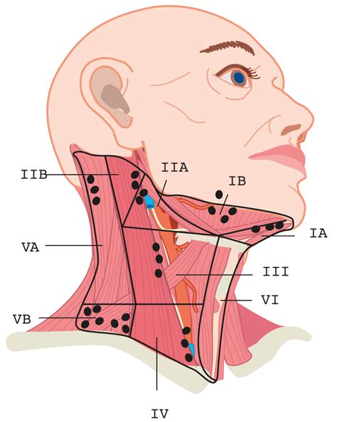 Slagter Drawing Lymph Node Levels Of The Neck Labels Anatomytool