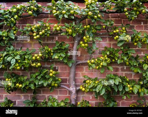 Fruit Trees Home Gardening Apple Cherry Pear Plum Espalier Fruit Tree