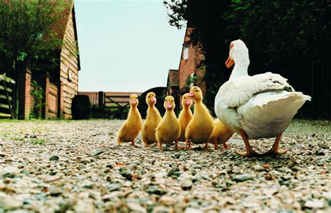 American Pekin Amazing Pets For You