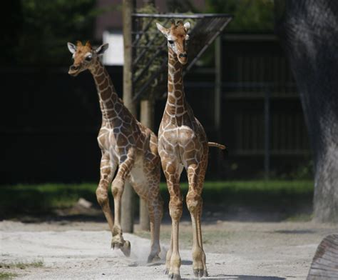 Aww Fort Worth Zoo Introduces Baby Giraffes Waylon And Willie