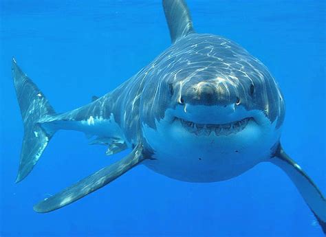 10 Facts About Great White Sharks Always Learning