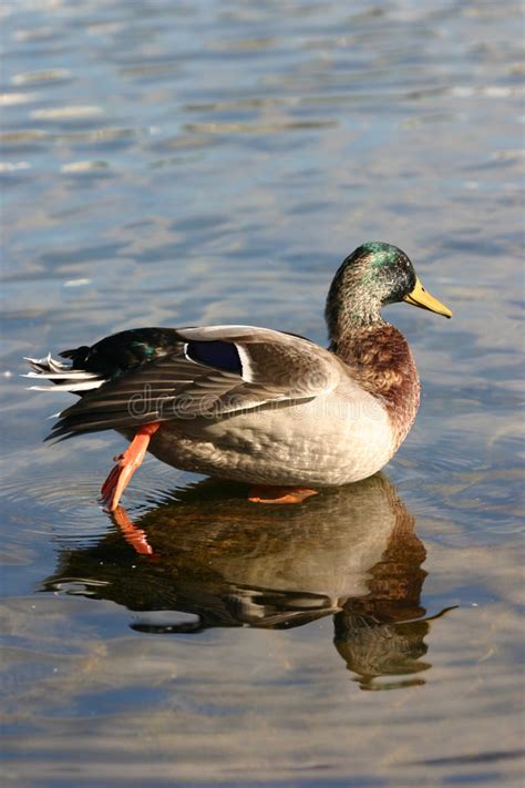 Duck Swimming In Water Stock Image Image Of Pond Profile 235691