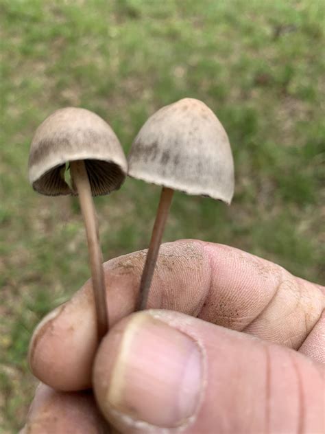 What Kind Of Shrooms Are These Fro South Texas Shroomidentify