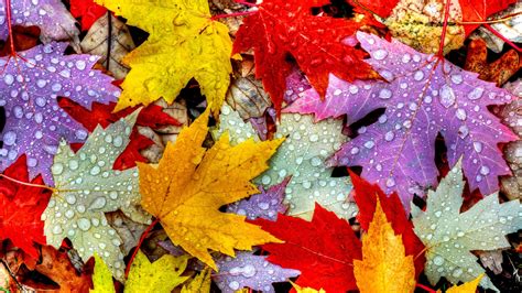3840x2160 Nature Autumn Leaves 4k Hd 4k Wallpapers Images Backgrounds