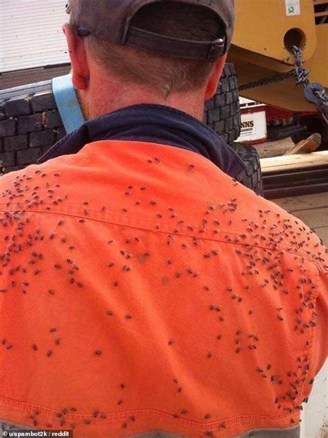 Just An Everyday Day In Australia Swarm Of Flies On Tradie S Shirt In North West Australia