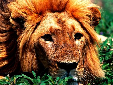 Background Lion Wildlife Masai Lion Download Free Photos