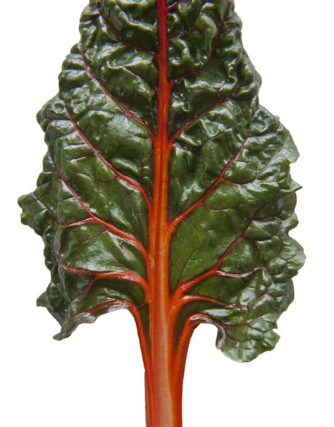 Shiny Green Swiss Chard Leaf With Deep Red Veins And Stalk Clippix