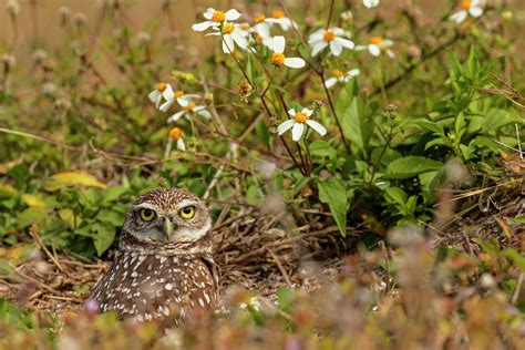 Burrowing Owl Athene Cunicularia Cape Photograph By Adam Jones Pixels