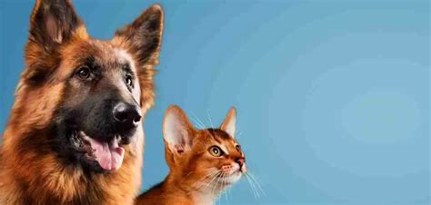 Are German Shepherds Cat Friendly Are German Shepherds Good With Cats