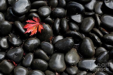 Autumn Maple Leaf And River Rocks At Portland Japanese Garden