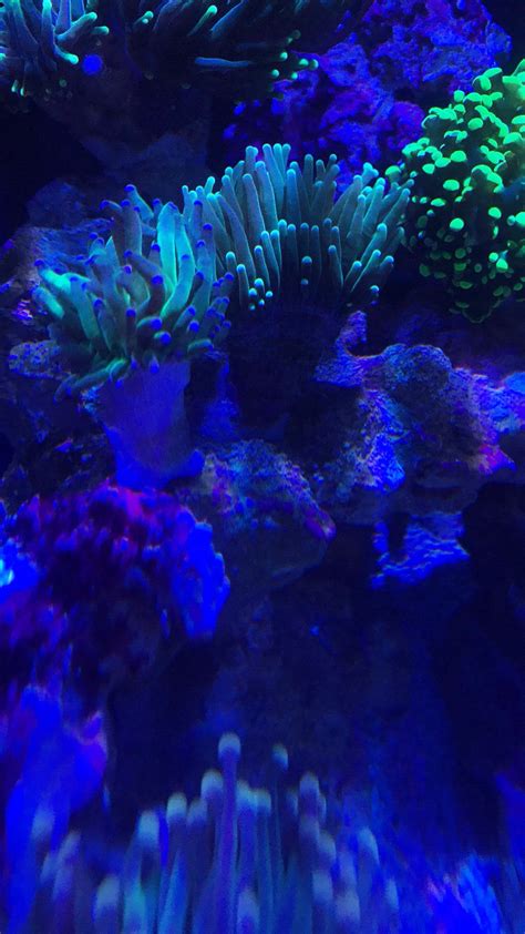 Check spelling or type a new query. Corals for sale