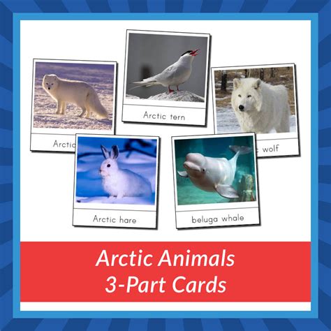 Arctic Animals 3 Part Cards Printable Active Littles