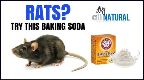 Killing Rats With Baking Soda All You Need Infos