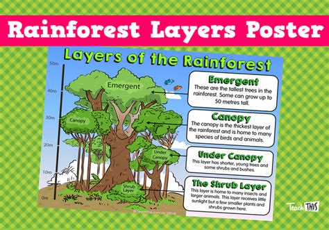 Animals In The Rainforest Layers