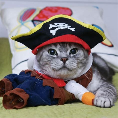 Captain Bark Pirate Costume Xl Pet Halloween Costumes Pet
