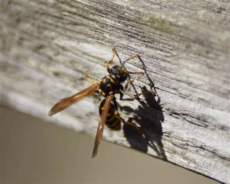 How Wasps Can Cause Structural Damage To Your Home Homeless Pests