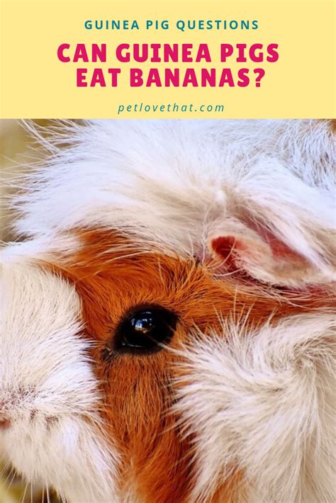 How much food should guinea pigs eat daily? Pin on Guinea Pig Questions