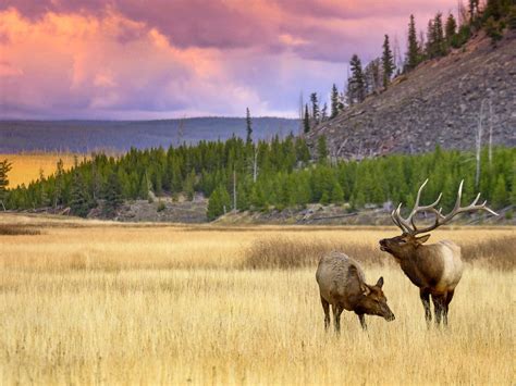 20 Amazing Wildlife Photos In Yellowstone National Park Birds And Blooms