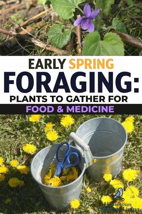 Early Spring Foraging Plants To Gather For Food And Medicine Plants