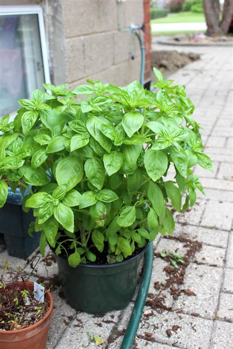 Basil Care From Seed To Food Top