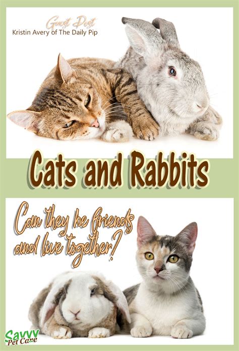 Doodle pattern rabbits and vegetable garden. Can Cats and Rabbits Live Together? | Savvy Pet Care