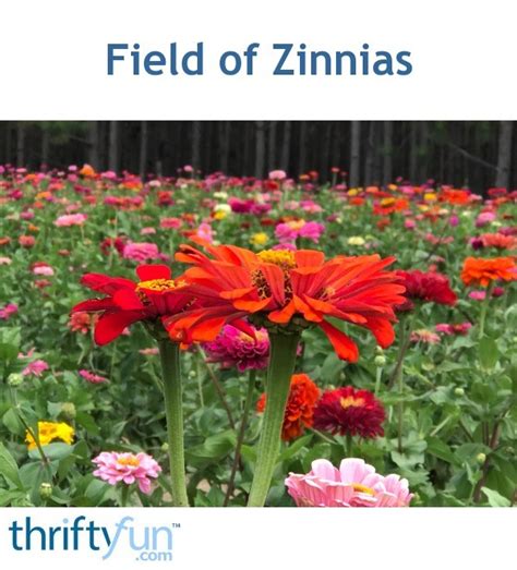 Field Of Zinnias Thriftyfun