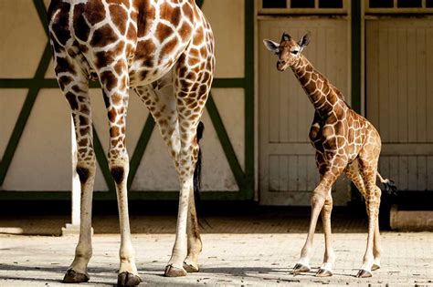 Giraffes Inherit Spot Patterns From Their Mamas Study Says Npr