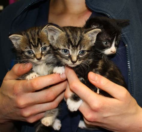 Adorable Kittens Found Dumped In A Crisp Box Get Brilliant New Names To