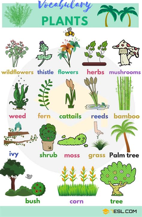 Plant Names List Of Common Types Of Plants And Trees • 7esl