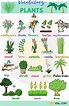 Plant Names: List of Common Types of Plants and Trees • 7ESL