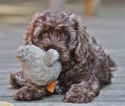 Get a boxer, husky, german labradoodle pups, born october 26,2020. 30 Best Brown Cockapoo Pictures And Images