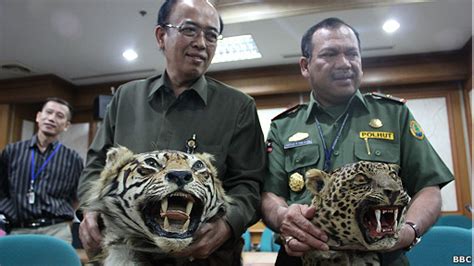 Bbc Indonesia Indonesia Transaksi Perdagangan Kulit Harimau Sumatra