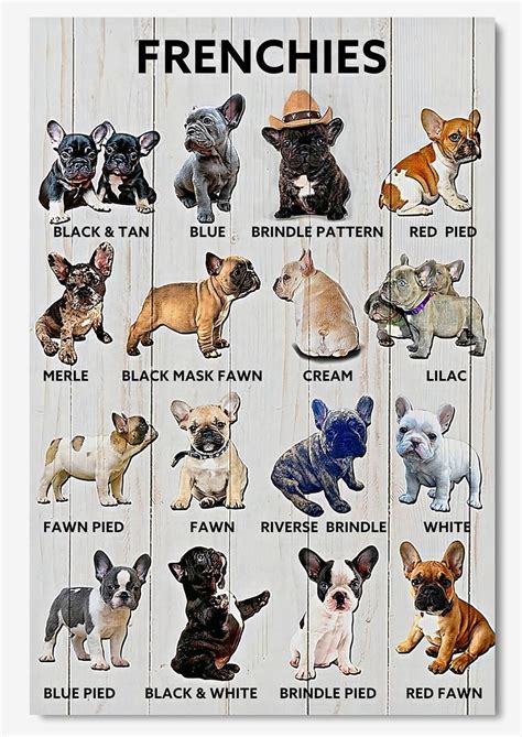 French Bulldog Colors Chart Edra Woodard