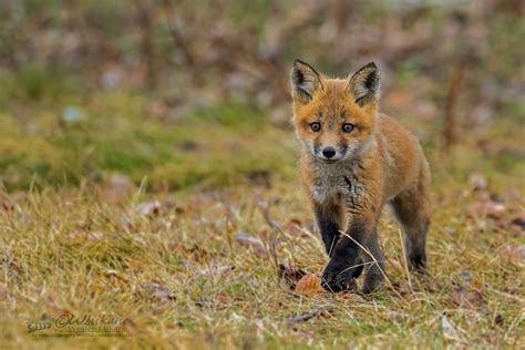 15 Adorable Photos Of Baby Foxes Canadian Geographic