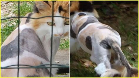 Cette chatte a été rasée en urgence sa métamorphose la transforme en un tout autre animal
