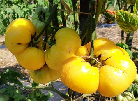 Yellow Tomatoes Sweet Sue Dwarf Project Tomato